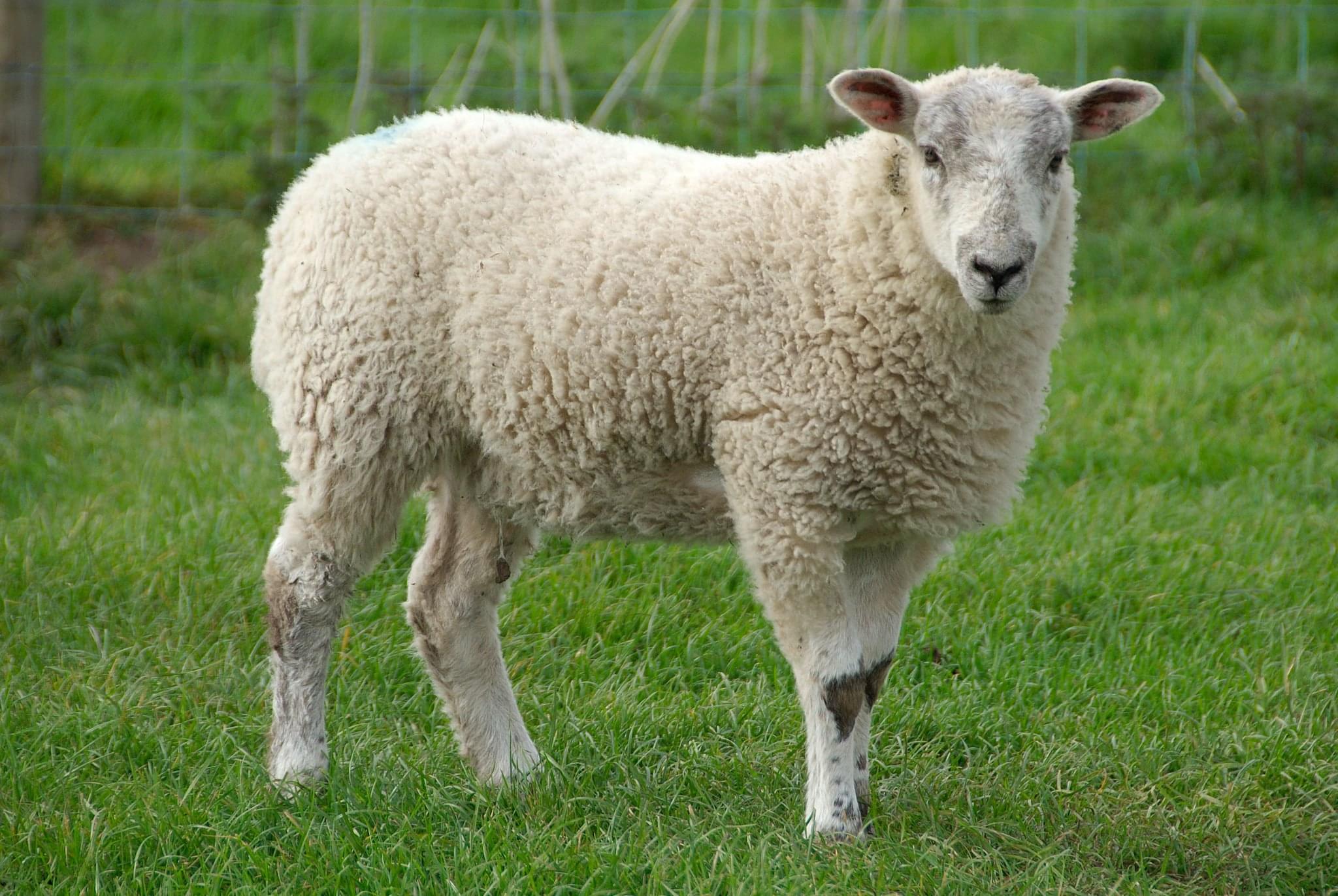 sheep_farm